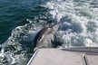 Parasailing Adventure in Anna Maria Island - Second Medium
