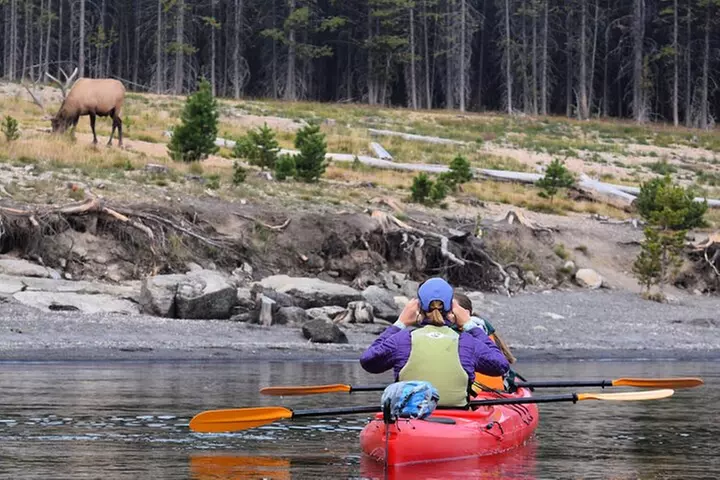 Lake Yellowstone Half Day Kayak Tours Past Geothermal Features