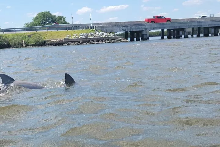 New Smyrna Dolphin and Manatee Kayak and SUP Adventure Tour