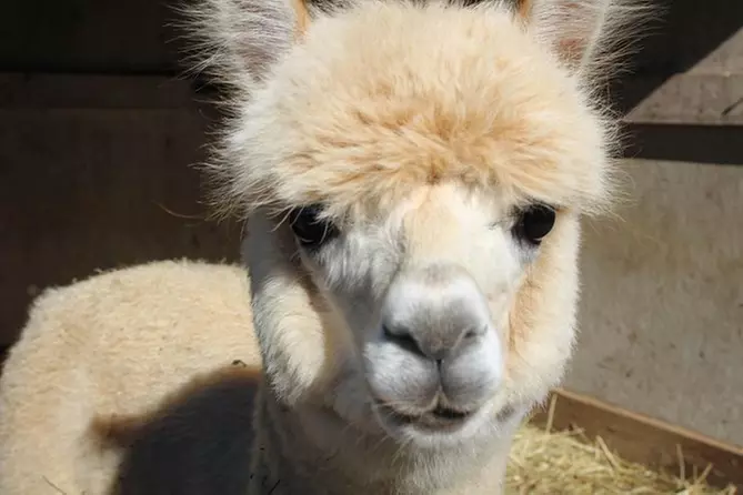 Behind The Scenes Alpaca Farm Tour - Primary Image
