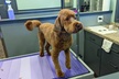 $45 For $90 Toward Dog Grooming Services - Second Medium
