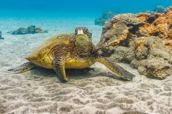 Two Stop Snorkel Adventure from Maui - Second Medium