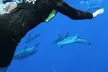 Swim with Dolphins Catamaran with Waterslide & Lunch on Oahu - Second Medium