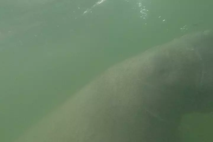 3 Hour Small Group All Inclusive Manatee Swim with free Photo pkg