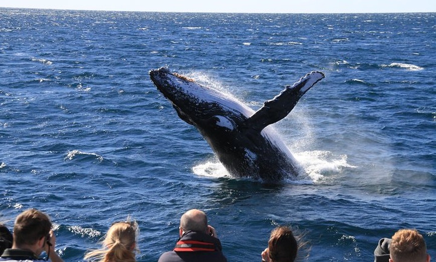 Image 7: Whale Watching Cruise from Redcliffe, Brisbane or the Sunshine Coast