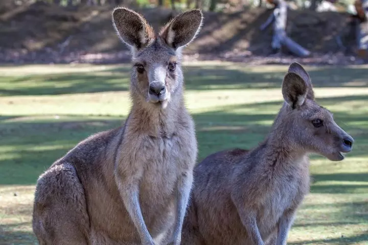 Port Arthur, Richmond and Tassie Devils Active Tour from Hobart