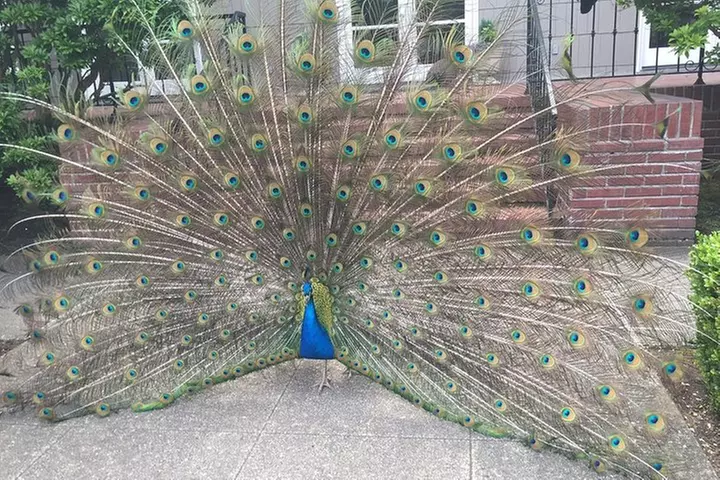 Bon Vivant Woodinville Wine Tasting Tour