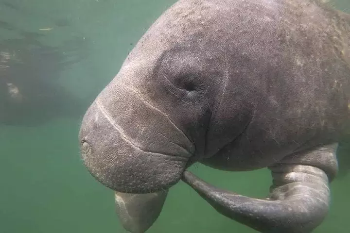 Crystal River: Semi-Private Manatee Swim Tour With Heated Boat