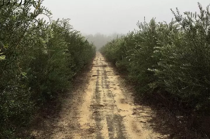 The Olive Grove Tour