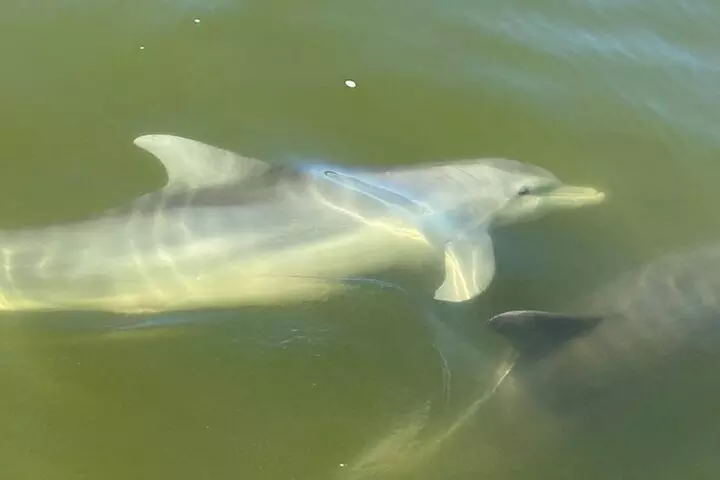 2 HR Dolphin Tour for 7 people