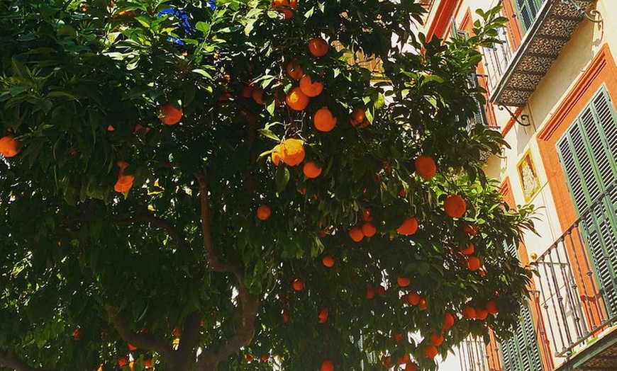 Image 5: ¡Descubre Sevilla en bicicleta!