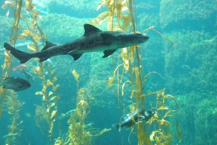 La Jolla Kayak and Snorkel Tour