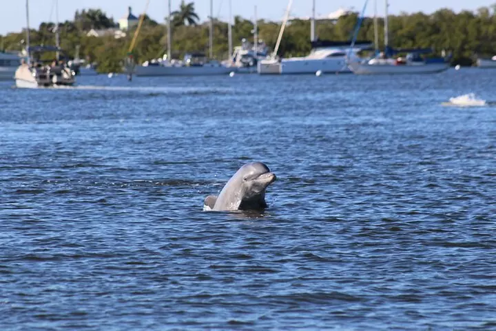 Sunset Dolphin Cruise with Sanibel Lighthouse Views