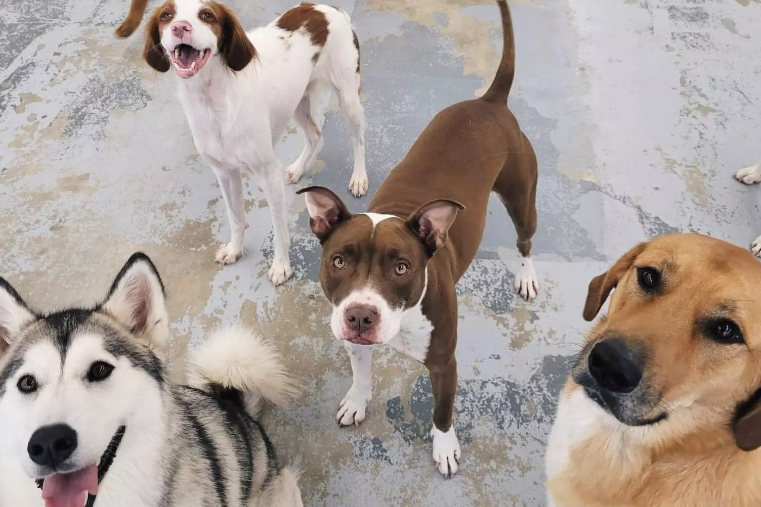 $24 For 2 Days Of Doggie Daycare (Reg. $48)
