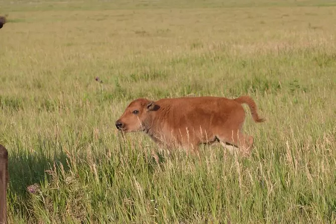 Grand Teton Half Day Tour - Primary Image