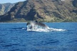 Waikiki Whale Watching Cruise with Snack & Hula Entertainment - Second Medium