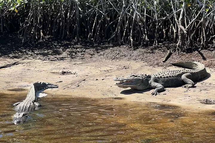 Manatee, Dolphin and 10,000 Islands Sunset Cruise!