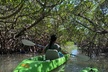 Glass Bottom Kayak Mangrove & Sandbar Adventure in St. Pete Beach - Second Medium