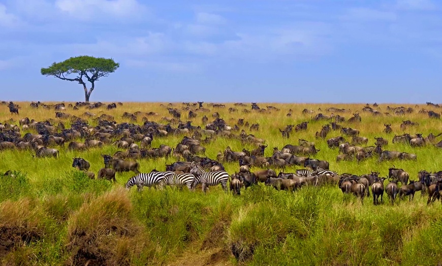 Image 4: ✈ KENYA | De Nairobi à Mombasa - Trésors Kenyans 3* - Safari