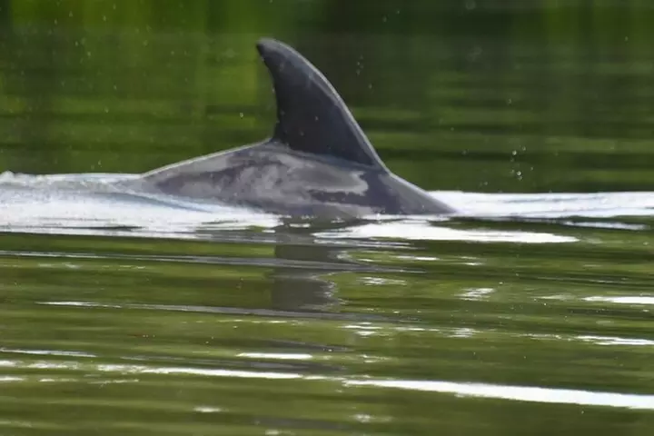 Deluxe Kayak Tour Marco Island and Naples, Florida