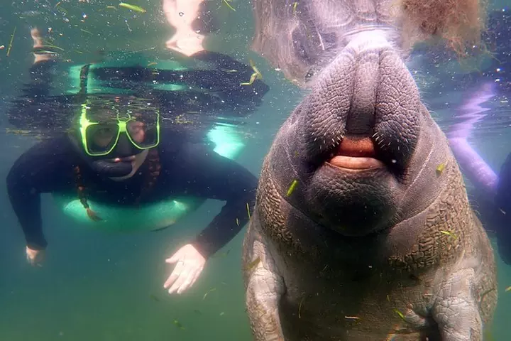 Private 'OG' Manatee Snorkel Tour with Guide for up to 10 people