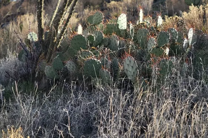 Sedona Vortex Odyssey - A Spiritual & Scientific Adventure