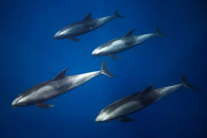 Kaimana Ocean Safari