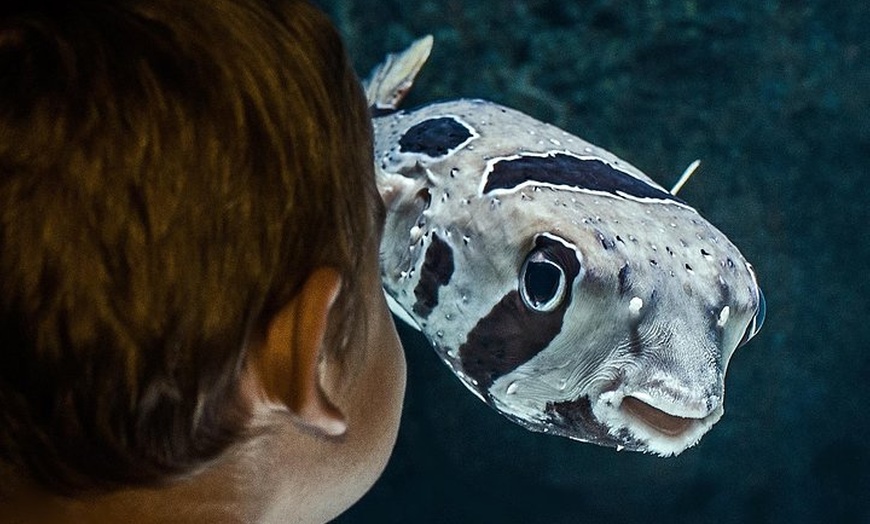 Image 8: Night at the Aquarium Tour & 2 Course Dinner