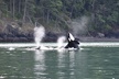 Anacortes Whale Watching Adventure Tour - Zodiac Boat - Second Medium