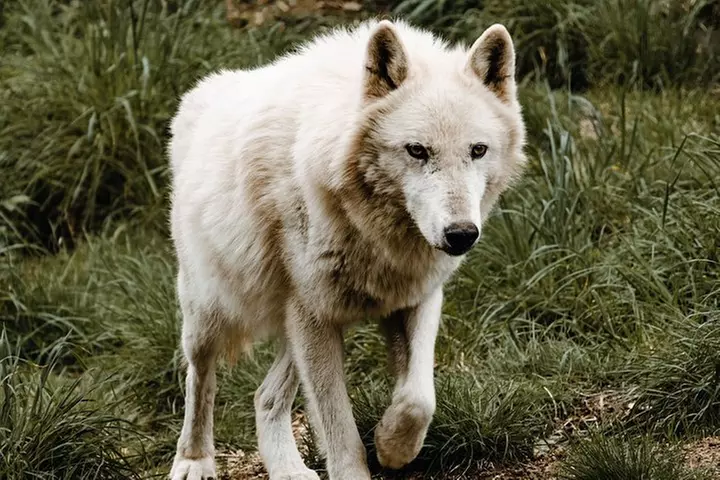 Wolf Experience