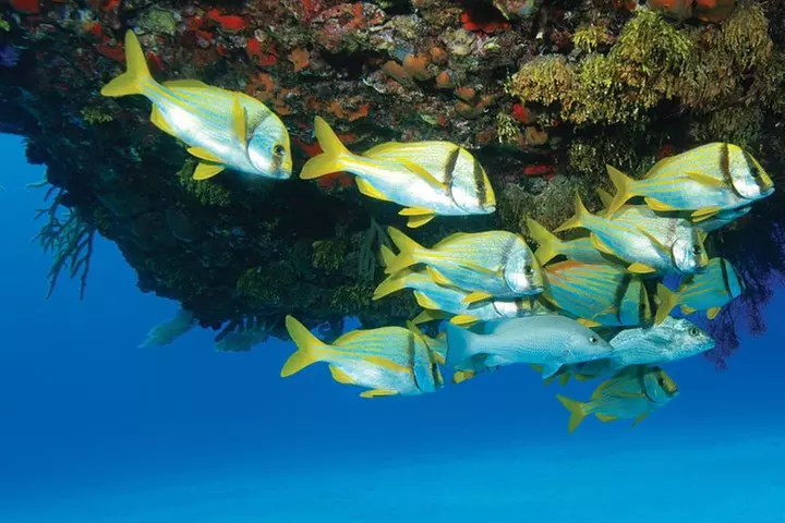 ATV Extreme and Snorkel Combo Tour from Cancun