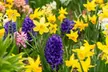 $25 For $50 Towards plants - Second Medium