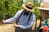 Sonoma & Carneros Cable Car Wine Tasting Tour