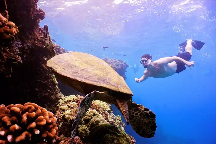Maui Snorkeling Adventure to Molokini and Turtle Town