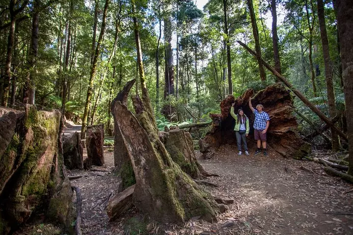 Hobart: Mt. Field, Mt Wellington & Wildlife - Active Day Tour