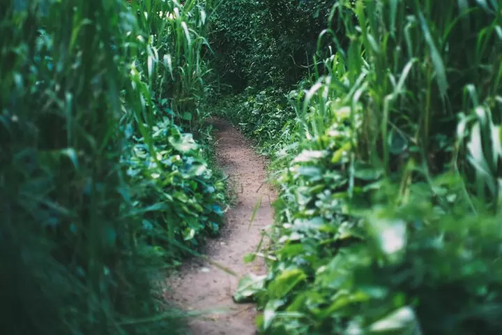 Epic Waterfall Adventure, the Best of Maui