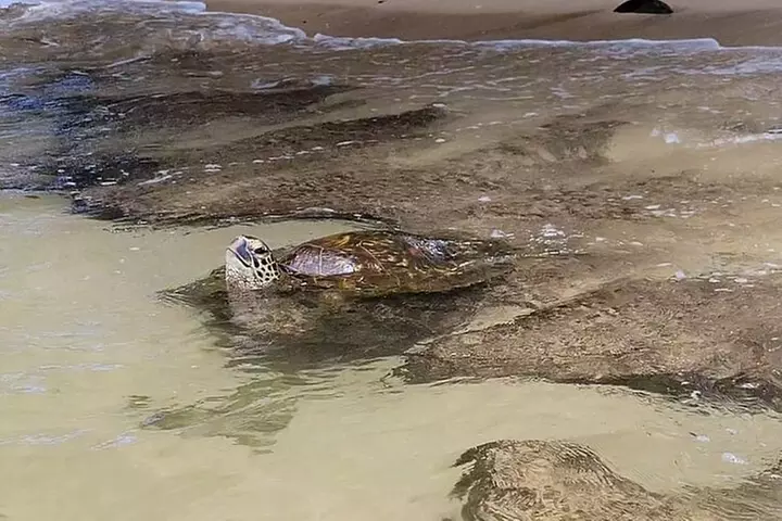 Oahu Circle Island: Snorkel with Turtles & Explore Turtle Beach
