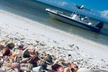 Shelling Tours - Fort Myers Beach / Naples - Second Medium