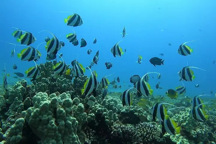 SCUBA Dive at Electric Beach with Photos -No Certification Needed