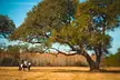 Small-Group Poplar Grove Plantation Horseback Ride in Ravenel - Second Medium
