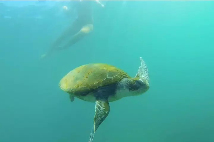 La Jolla Kayak and Snorkel Tour