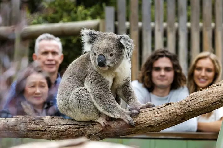Phillip Island Penguin Parade, Wildlife and Beach Boxes Bus Tour