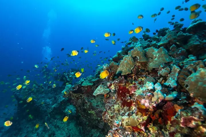 DISCOVER Scuba Diving Experience in Honolulu