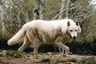 Wolf Experience - Second Medium