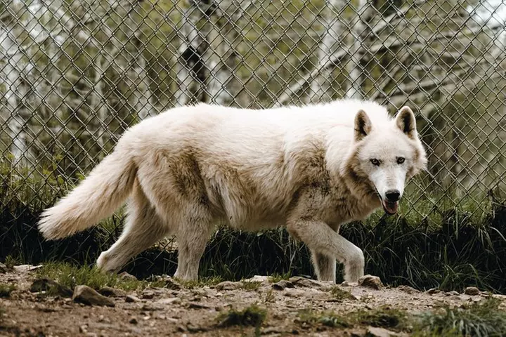Wolf Experience