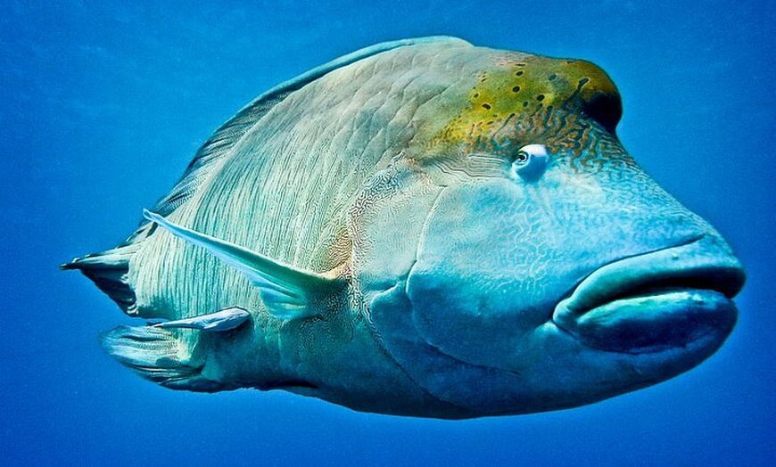 Image 8: Coral Sea Dreaming Overnight Dive, Snorkel and Sail