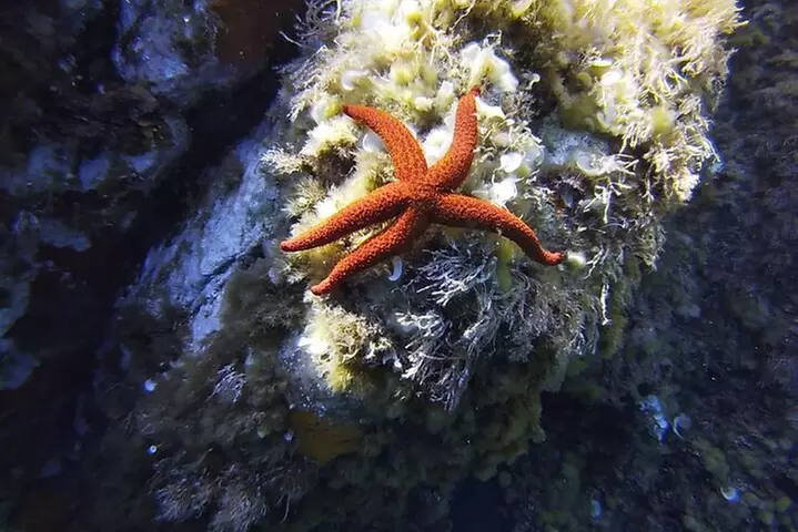 Sortie en Bateau et Snorkeling dans le Golfe de Calvi