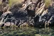Self-Drive Emerald Cave Kayak Tour—Guided Willow Beach Paddle - Second Medium