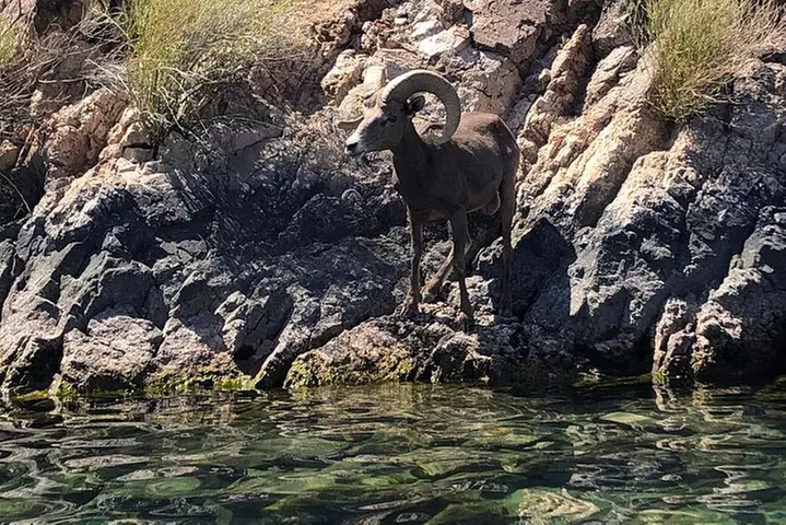Self-Drive Emerald Cave Kayak Tour: Guided Willow Beach Paddle