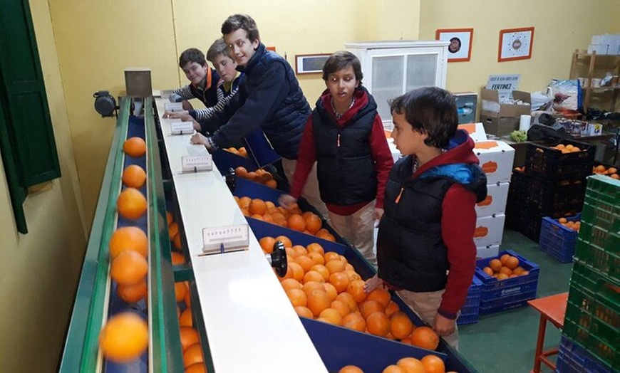 Image 9: Vive una Experiencia Entre Naranjos en Huerto Ribera